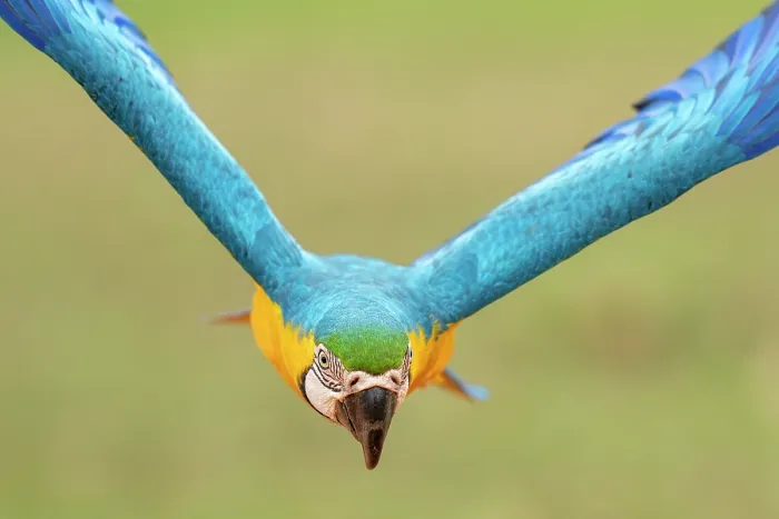Framed Print : Blue and yellow macaw (Ara ararauna) in flight, Pantanal, Mato Grosso do Sul, Brazil Framed Print : Blue and yellow macaw (Ara ararauna) in flight, Pantanal, Mato Grosso do Sul, Brazil