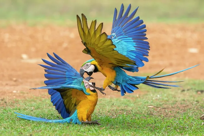 Framed Print : Two Blue and yellow macaws (Ara ararauna) fighting, Pantanal, Mato Grosso do Sul, Brazil Framed Print : Two Blue and yellow macaws (Ara ararauna) fighting, Pantanal, Mato Grosso do Sul, Brazil