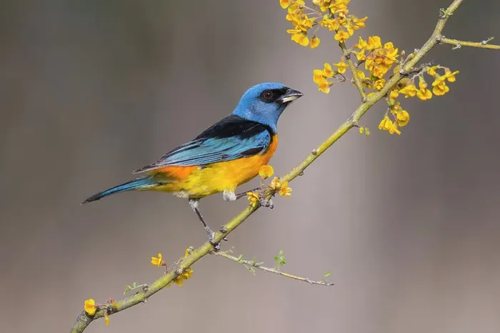 Framed Print : Blue and yellow tanager (Thraupis bonariensis), perched on a branch of flowering Chanar (Geoffroea decorticans), Calden Forest, La Pampa, Patagonia, Argentina Framed Print : Blue and yellow tanager (Thraupis bonariensis), perched on a branch of flowering Chanar (Geoffroea decorticans), Calden Forest, La Pampa, Patagonia, Argentina