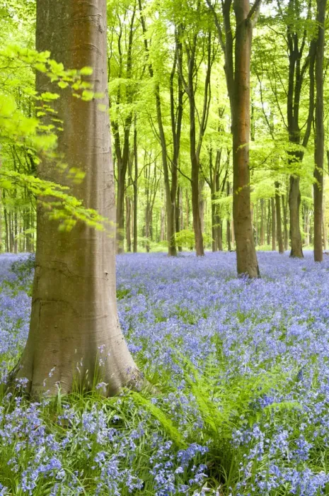 Framed Print : Bluebell carpet (Hyacinthoides non-scripta) among beech trees (Fagus sylvatica). West Woods