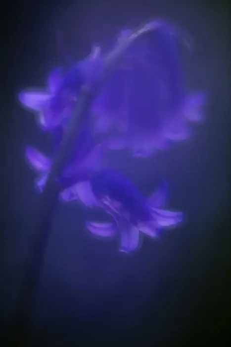 Framed Print : Bluebell (Hyacinthoides non-scripta) flower, soft glow from in-camera double exposure Framed Print : Bluebell (Hyacinthoides non-scripta) flower, soft glow from in-camera double exposure