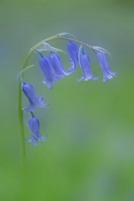 Framed Print : Bluebell (Hyacinthoides non-scripta) in flower in woodland, Clare Glen, County Armagh, Northern Ireland, UK. April Framed Print : Bluebell (Hyacinthoides non-scripta) in flower in woodland, Clare Glen, County Armagh, Northern Ireland, UK. April
