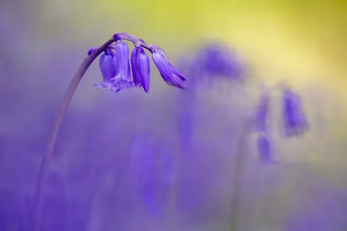 Framed Print : Bluebell (Hyacinthoides non-scripta) flowering in ancient woodland, Lanhydrock, Cornwall, UK Framed Print : Bluebell (Hyacinthoides non-scripta) flowering in ancient woodland, Lanhydrock, Cornwall, UK