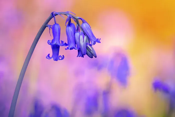 Framed Print : Bluebell (Hyacinthoides non-scripta) flowers in evening light, Valency Valley, Boscastle, Cornwall, UK. April