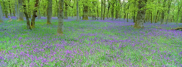 Bluebells flowering in beech wood Perthshire, Scotland, UK {Hyacinthoides non-scripta}