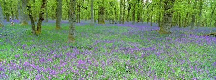 Framed Print : Bluebells flowering in beech wood Perthshire, Scotland, UK {Hyacinthoides non-scripta} Framed Print : Bluebells flowering in beech wood Perthshire, Scotland, UK {Hyacinthoides non-scripta}