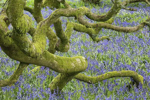Bluebells (Hyacinthoides non-scripta) in woodland near Minterne Magna, Dorset, England, UK, April