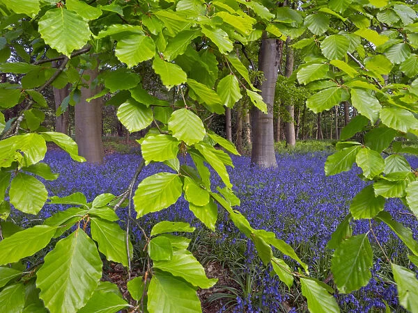 Bluebells (Hyacinthoides non-scripta) and Beech (Fagus sylvatica) leaves, England, UK, May