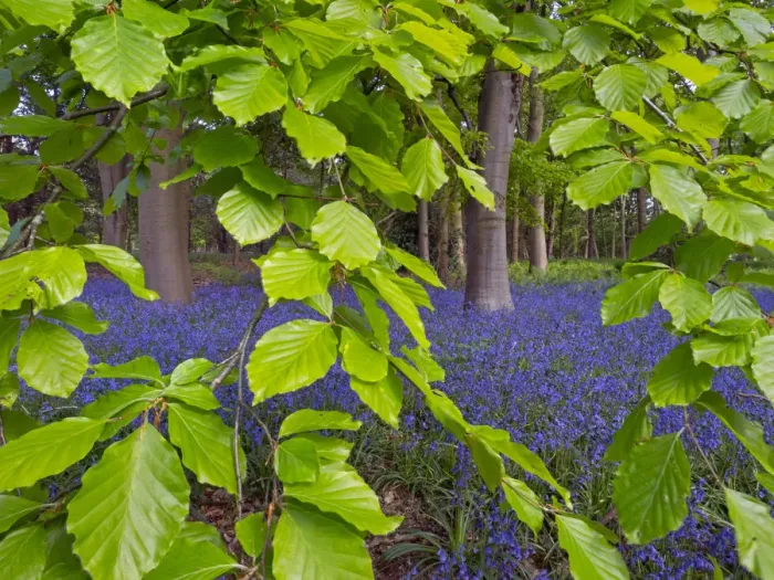 Framed Print : Bluebells (Hyacinthoides non-scripta) and Beech (Fagus sylvatica) leaves, England, UK, May Framed Print : Bluebells (Hyacinthoides non-scripta) and Beech (Fagus sylvatica) leaves, England, UK, May