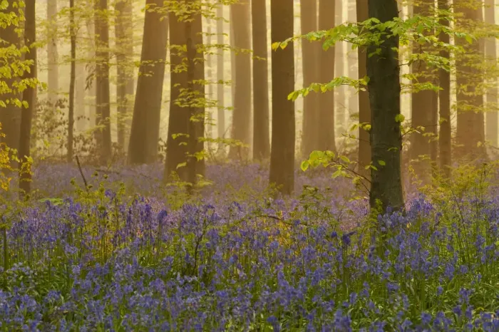Framed Print : Bluebells (Hyacinthoides non-scripta / Endymion non-scriptum) flowering in wood, dawn light Framed Print : Bluebells (Hyacinthoides non-scripta / Endymion non-scriptum) flowering in wood, dawn light