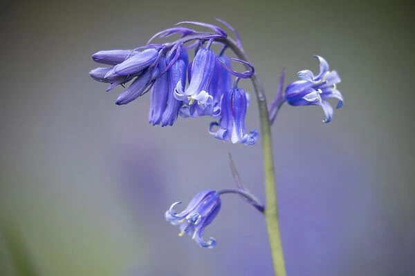 Bluebells (Hyacinthoides non-scripta) flower, Dorset, England, UK, April