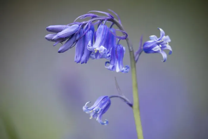 Framed Print : Bluebells (Hyacinthoides non-scripta) flower, Dorset, England, UK, April Framed Print : Bluebells (Hyacinthoides non-scripta) flower, Dorset, England, UK, April