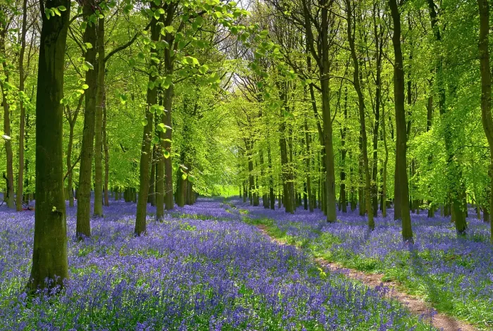 Framed Print : Bluebells (Hyacinthoides non-scripta) in flower in woodland, Ashridge, Hertfordshire, UK. May Framed Print : Bluebells (Hyacinthoides non-scripta) in flower in woodland, Ashridge, Hertfordshire, UK. May