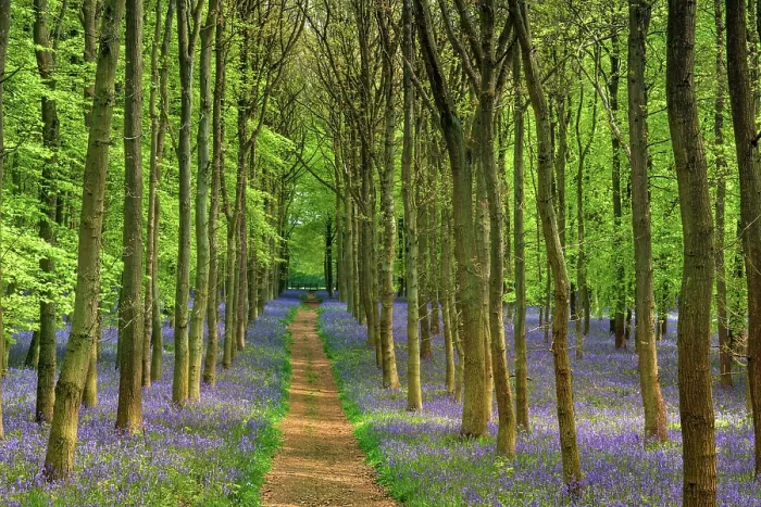 Framed Print : Bluebells (Hyacinthoides non-scripta) in flower in woodland and along footpath, Ashridge, Hertfordshire, UK. May Framed Print : Bluebells (Hyacinthoides non-scripta) in flower in woodland and along footpath, Ashridge, Hertfordshire, UK. May