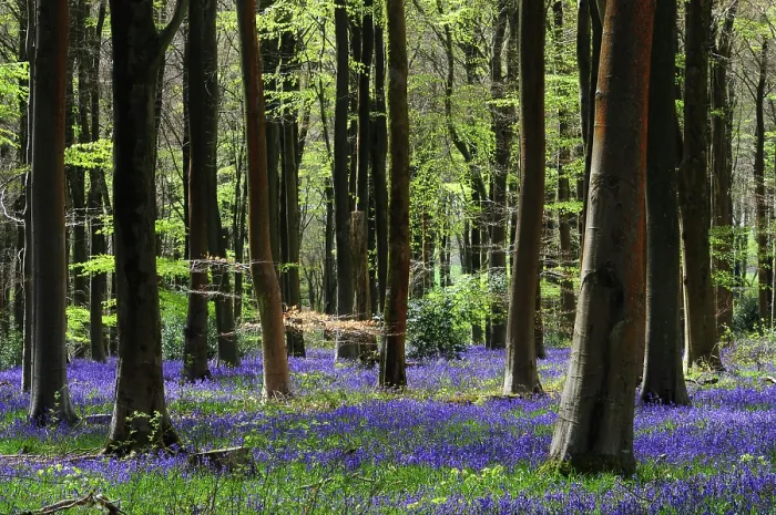 Framed Print : Bluebells (Hyacinthoides non-scripta) in flower in woodland in spring, West Woods, Wiltshire, UK. May Framed Print : Bluebells (Hyacinthoides non-scripta) in flower in woodland in spring, West Woods, Wiltshire, UK. May