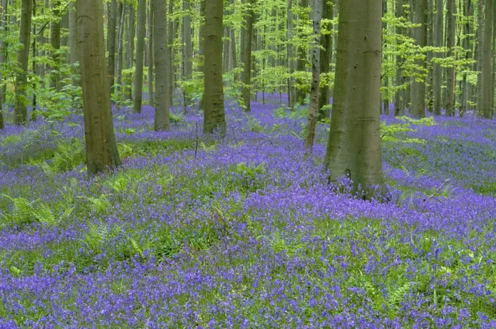 Framed Print : Bluebells {Hyacinthoides non-scripta} flowering in beech wood, Belgium Framed Print : Bluebells {Hyacinthoides non-scripta} flowering in beech wood, Belgium