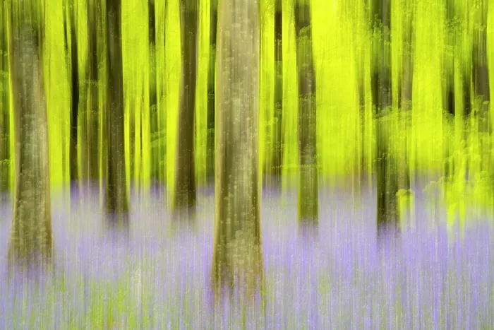 Framed Print : Bluebells (Hyacinthoides non-scripta) flowering in Beech woodland in spring, Dorset, UK. May Framed Print : Bluebells (Hyacinthoides non-scripta) flowering in Beech woodland in spring, Dorset, UK. May