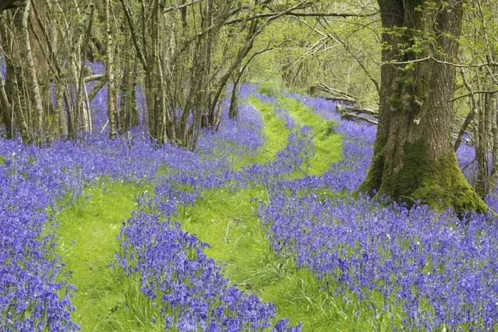 Framed Print : Bluebells (Hyacinthoides non-scripta) flowering in woodland with track running through