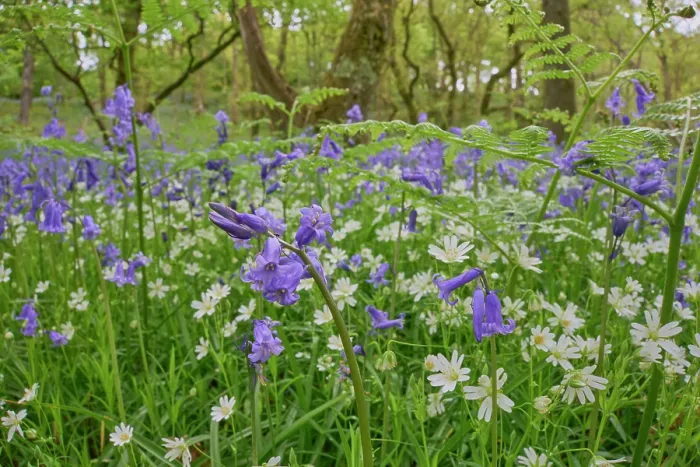 Framed Print : Bluebells (Hyacinthoides non-scripta) and Greater stitchwort (Stellaria holostea) in flower in Oak (Quercus robur) woodland, Carstramon Wood, Dumfries and Galloway, Scotland, UK Framed Print : Bluebells (Hyacinthoides non-scripta) and Greater stitchwort (Stellaria holostea) in flower in Oak (Quercus robur) woodland, Carstramon Wood, Dumfries and Galloway, Scotland, UK