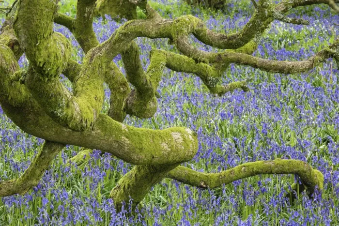Framed Print : Bluebells (Hyacinthoides non-scripta) in woodland near Minterne Magna, Dorset, England, UK, April Framed Print : Bluebells (Hyacinthoides non-scripta) in woodland near Minterne Magna, Dorset, England, UK, April