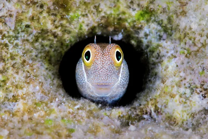 Framed Print : Bluebelly blenny (Alloblennius pictus) peeking out from its hole in the reef, Gubal Island, Egypt, Strait Of Gubal, Red Sea