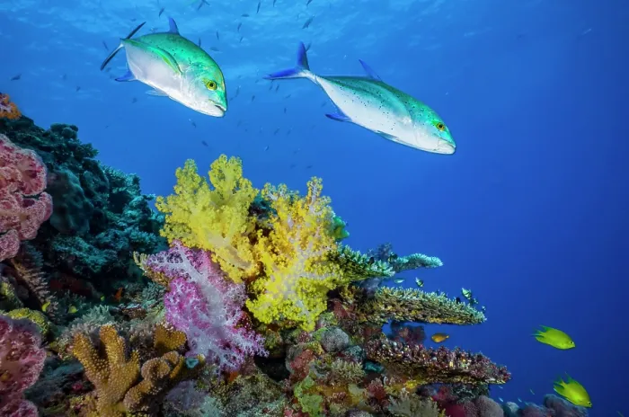 Framed Print : Two Bluefin trevallies (Caranx melampygus) swimming over coral reef with soft corals (Dendronephthya sp.) Framed Print : Two Bluefin trevallies (Caranx melampygus) swimming over coral reef with soft corals (Dendronephthya sp.)