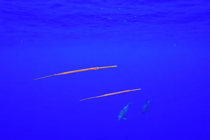 Framed Print : Two Bluespotted cornetfish (Fistularia commersonii) juveniles, in pelagic water with two Rough-toothed dolphins (Steno bredanensis) swimming by, Moorea, French Polynesia Framed Print : Two Bluespotted cornetfish (Fistularia commersonii) juveniles, in pelagic water with two Rough-toothed dolphins (Steno bredanensis) swimming by, Moorea, French Polynesia