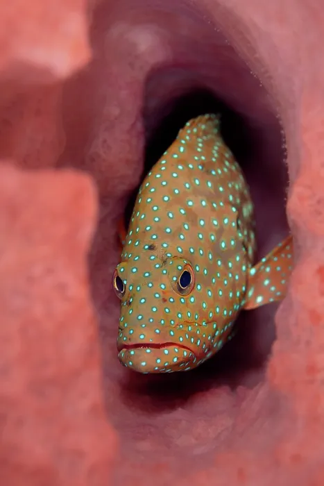 Framed Print : Bluespotted grouper (Cephalopholis cyanostigma) peering out from inside a Barrel sponge (Xestospongia sp.), Witu Islands, West New Britain, Papua New Guinea, Bismarck Sea Framed Print : Bluespotted grouper (Cephalopholis cyanostigma) peering out from inside a Barrel sponge (Xestospongia sp.), Witu Islands, West New Britain, Papua New Guinea, Bismarck Sea