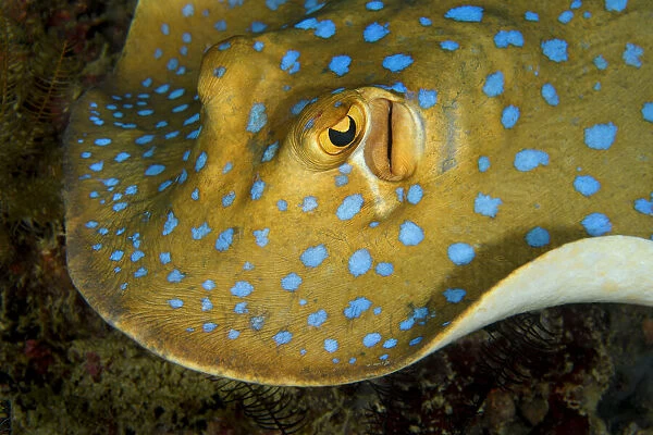 Bluespotted ribbontail ray (Taeniura lymma) searching for food over the coral reef at night, Triton Bay, West Papua, Indonesia, Pacific Ocean