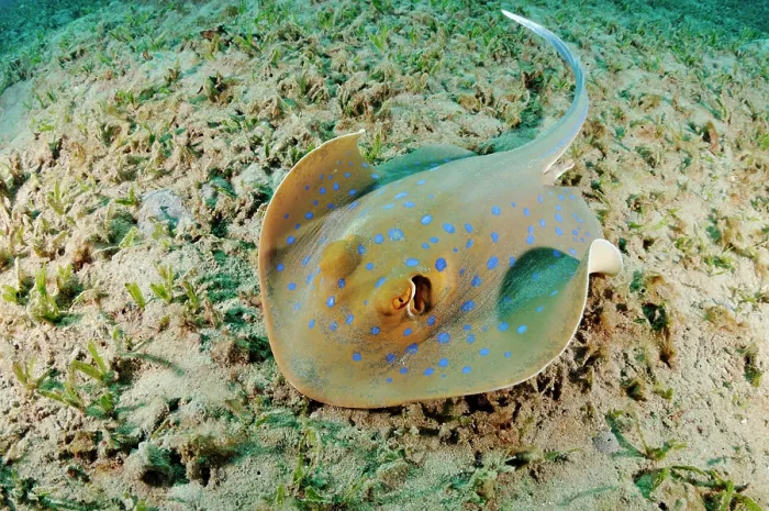 Framed Print : Bluespotted ribbontail ray (Taeniura lymma) on seagrass bed, Marsa Alam, Egypt, Southern Red Sea Framed Print : Bluespotted ribbontail ray (Taeniura lymma) on seagrass bed, Marsa Alam, Egypt, Southern Red Sea
