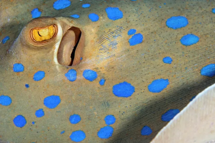 Framed Print : Bluespotted stingray (Taeniura lymma) detail, on a coral reef, Ras Mohammed, Sinai, Egypt, Red Sea Framed Print : Bluespotted stingray (Taeniura lymma) detail, on a coral reef, Ras Mohammed, Sinai, Egypt, Red Sea