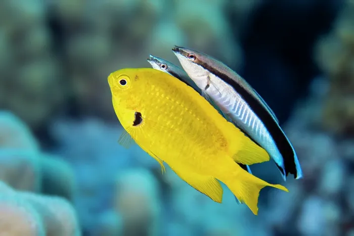 Framed Print : Two Bluestreak cleaner wrasses (Labroides dimidiatus) swimming alongside a Sulphur damselfish (Pomacentrus sulfureus) at a cleaning station, Sha'ab Mahmood, Sinai, Egypt, Red Sea Framed Print : Two Bluestreak cleaner wrasses (Labroides dimidiatus) swimming alongside a Sulphur damselfish (Pomacentrus sulfureus) at a cleaning station, Sha'ab Mahmood, Sinai, Egypt, Red Sea