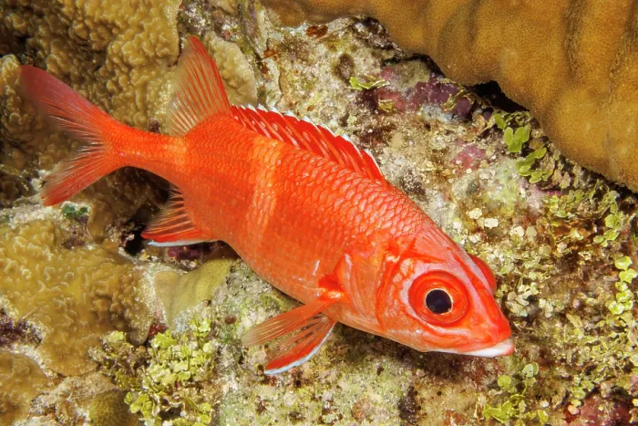 Framed Print : Bluestripe squirrelfish (Sargocentron tiere) portrait, Guam, Micronesia, Pacific Ocean