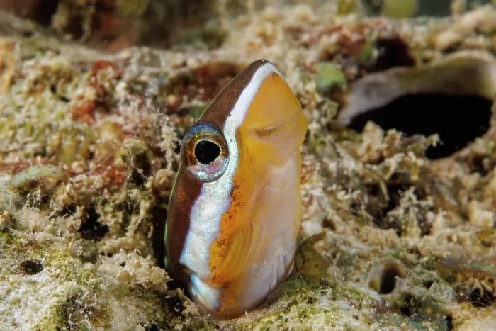 Framed Print : Bluestriped fangblenny (Plagiotremus rhinorhynchos) peeking out of its hole in the reef, Guam, Federated States of Micronesia, Pacific Ocean Framed Print : Bluestriped fangblenny (Plagiotremus rhinorhynchos) peeking out of its hole in the reef, Guam, Federated States of Micronesia, Pacific Ocean