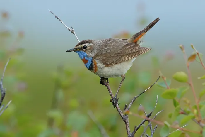 Framed Print : Bluethroat (Luscinia svecica) male, perched on branch, Varanger, Norway. July Framed Print : Bluethroat (Luscinia svecica) male, perched on branch, Varanger, Norway. July