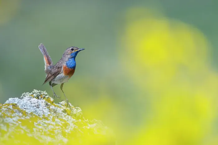 Framed Print : Bluethroat (Luscinia svecica) perched on a rock in the mountains, Riano, Castilla y Leon, Spain. July Framed Print : Bluethroat (Luscinia svecica) perched on a rock in the mountains, Riano, Castilla y Leon, Spain. July