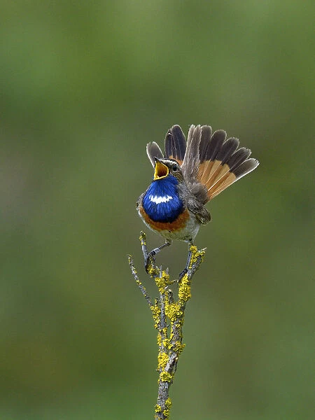 Bluethroat (Luscinia svecica) singing on a branch Vendee, France, May