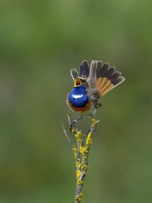 Framed Print : Bluethroat (Luscinia svecica) singing on a branch Vendee, France, May Framed Print : Bluethroat (Luscinia svecica) singing on a branch Vendee, France, May
