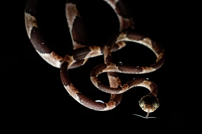 Framed Print : Blunt-headed treesnake (Imantodes cenchoa) hanging from tree at night, Osa Peninsula, Costa Rica Framed Print : Blunt-headed treesnake (Imantodes cenchoa) hanging from tree at night, Osa Peninsula, Costa Rica