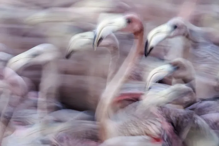 Framed Print : Blurred motion image of Caribbean flamingo (Phoenicopterus ruber) juveniles, captured to be tagged