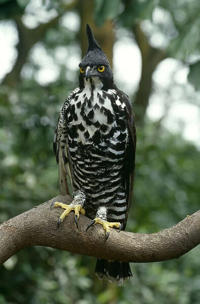 Blythes hawk eagle {Nisaetus alboniger} from Malaysia