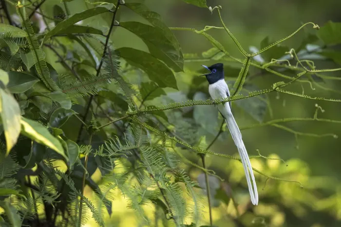 Framed Print : Blyths paradise flycatcher (Terpsiphone affinis) male calling, Sabah Framed Print : Blyths paradise flycatcher (Terpsiphone affinis) male calling, Sabah