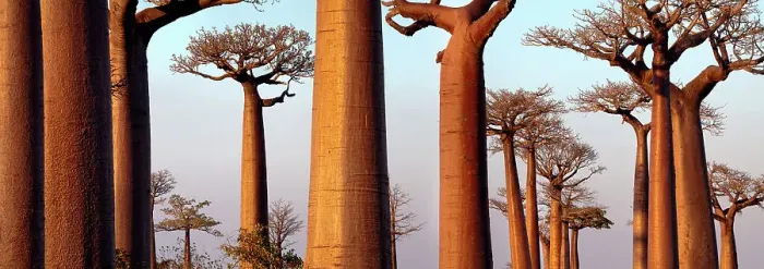Framed Print : Boabab trees {Adansonia grandidieri} in evening light. Morondava, Madagascar. Digital Composite Panorama Framed Print : Boabab trees {Adansonia grandidieri} in evening light. Morondava, Madagascar. Digital Composite Panorama