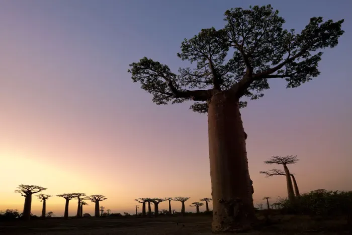 Framed Print : Boabab trees {Adansonia grandidieri} silhouetted at sunset. Morondava, Madagascar Framed Print : Boabab trees {Adansonia grandidieri} silhouetted at sunset. Morondava, Madagascar