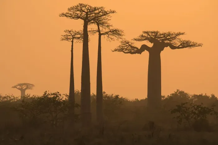 Framed Print : Boababs (Adansonia grandidieri) silhouetted at dawn, Allee des Baobabs / Avenue of the Baobabs Framed Print : Boababs (Adansonia grandidieri) silhouetted at dawn, Allee des Baobabs / Avenue of the Baobabs