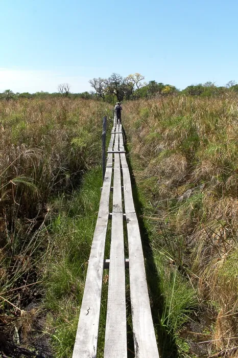 Framed Print : Boardwalk footpath through grassland habitat, Gran Chaco, Santa Olga, Chaco Province, Argentina. October, 2008 Framed Print : Boardwalk footpath through grassland habitat, Gran Chaco, Santa Olga, Chaco Province, Argentina. October, 2008