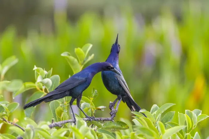 Framed Print : Boat-tailed grackle pair (Quiscalus major) in courtship display Framed Print : Boat-tailed grackle pair (Quiscalus major) in courtship display