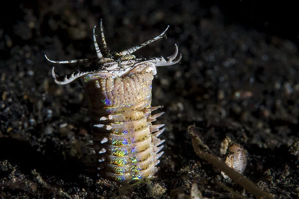Bobbit worm (Eunice sp. ) emerges from its hole in black sand at night to feed. Bitung