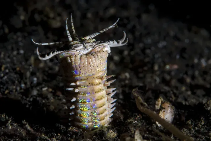 Framed Print : Bobbit worm (Eunice sp. ) emerges from its hole in black sand at night to feed. Bitung Framed Print : Bobbit worm (Eunice sp. ) emerges from its hole in black sand at night to feed. Bitung