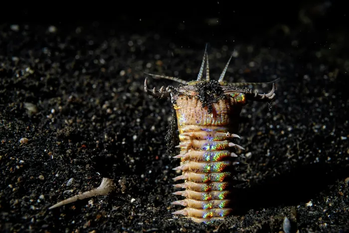 Framed Print : Bobbit worm (Eunice sp.) emerging from its hole in black sand at night to feed, Lembeh Strait, North Sulawesi, Indonesia, Pacific Ocean Framed Print : Bobbit worm (Eunice sp.) emerging from its hole in black sand at night to feed, Lembeh Strait, North Sulawesi, Indonesia, Pacific Ocean